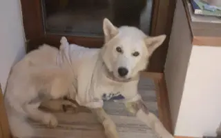 Pomoc pro Neepse - náklady na léčbu a operaci nohy