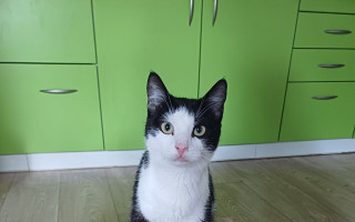 Pomoc pro Kočky u Katky