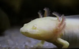 Aby Veřejné akvárium v České Lípě přežilo.