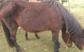 Nový život pro poníka Fidorku a její hříbátko Miňonku
