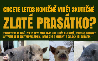 Říkají mi Vilík, ale také „prasátkový anděl, co přináší štěstí“