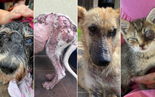 Bettynka, Míla, Jeff a další zvířátka prosí o příspěvek na veterinu