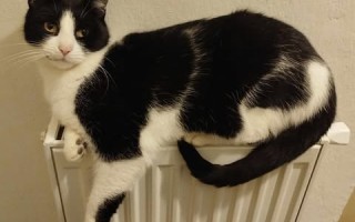 Prosba o příspěvek na nákup krmiva a steliva pro kočičky z Píšánku