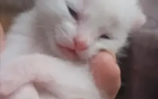 Pomoc pro opuštěné kočičky!