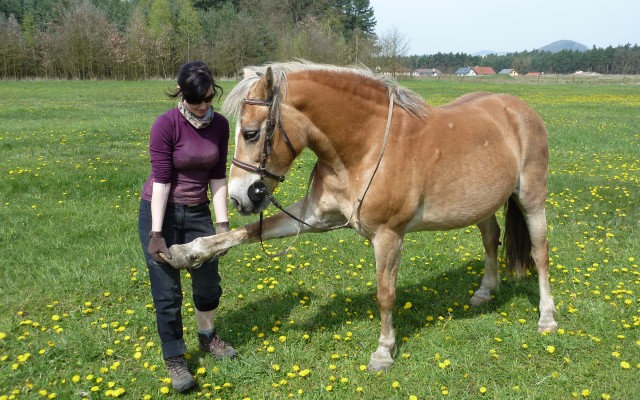Pomohli jste pořídit terapeutickou deku pro koňské staroušky